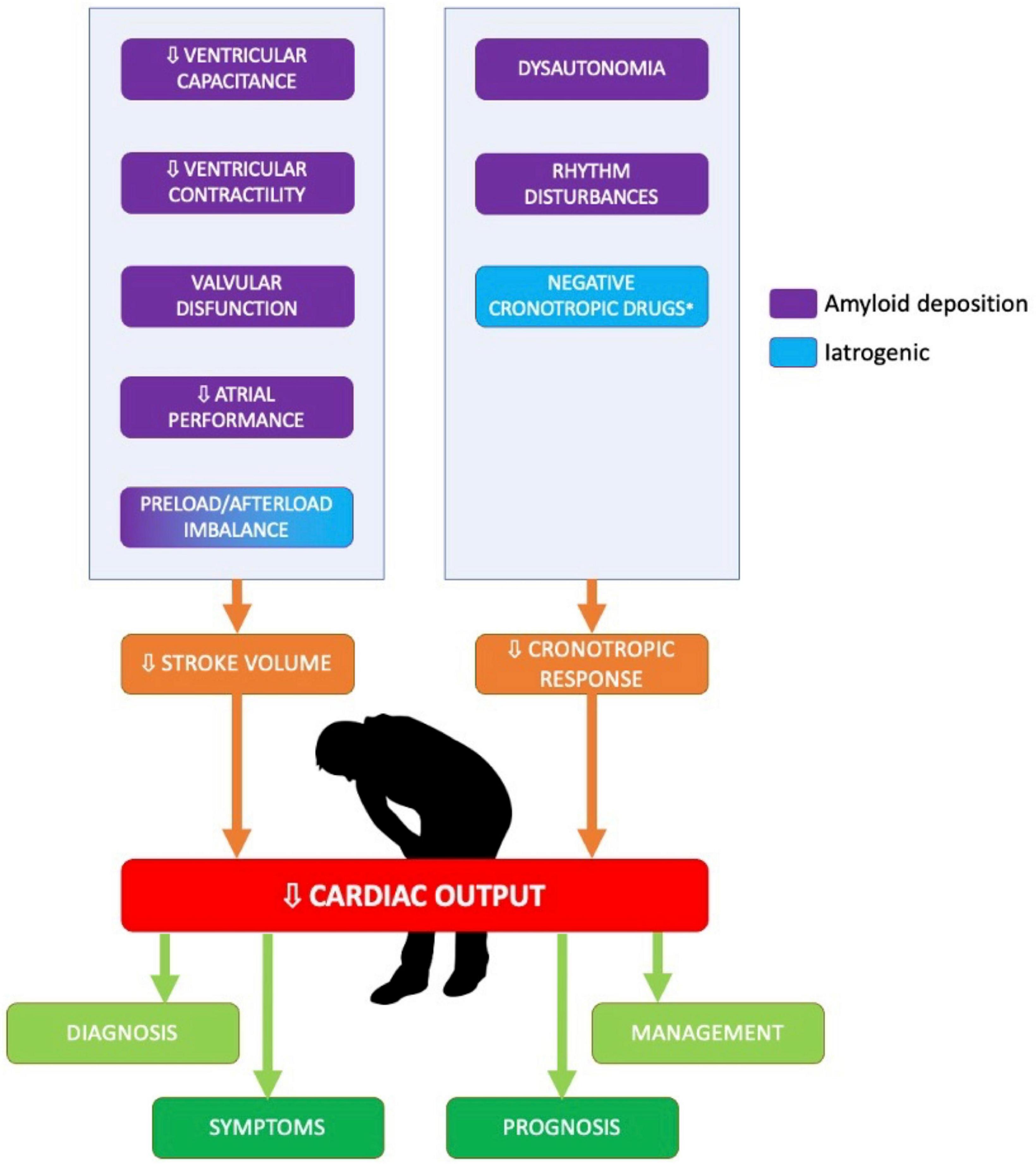 Stroke volume and myocardial contraction fraction in transthyretin amyloidosis cardiomyopathy: A systematic review